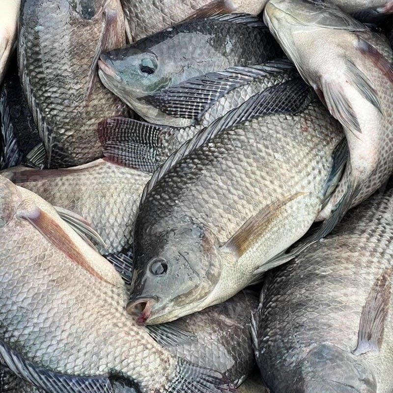 Fish